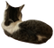 Luna the cat - bezmaksas png animēts GIF