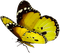 mariposa - PNG gratuit GIF animé