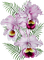 orchids  purple bp - бесплатно png анимированный гифка