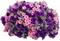 Pflanze - ilmainen png animoitu GIF