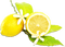 soave deco summer fruit lemon branch yellow green