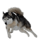 chien - 免费PNG 动画 GIF