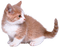 Kaz_Creations  Animals Cat Kitten - 無料png アニメーションGIF