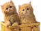 patymirabelle chatons - 免费PNG 动画 GIF