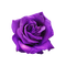 kikkapink deco scrap purple rose flower - ilmainen png animoitu GIF