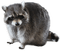 raccoon bp - zdarma png animovaný GIF