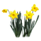 flores  dubravka4 - png gratis GIF animasi