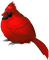 Bird. Cardinal. Winter. Christmas. Leila - PNG gratuit GIF animé