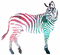 zebra - Ilmainen animoitu GIF animoitu GIF