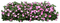 Pflanze - ilmainen png animoitu GIF
