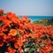 Orange Hibiscus Beach - Free PNG Animated GIF