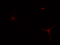 estrellas rojas - Nemokamas animacinis gif animuotas GIF