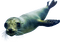 sea lion seal - δωρεάν png κινούμενο GIF