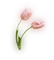 tulips laurachan - png gratuito GIF animata