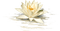 lotus flowers bp - png ฟรี GIF แบบเคลื่อนไหว