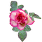 Blue DREAM 70_rose_ flowers - Free PNG Animated GIF