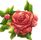 rosa tazza - 免费动画 GIF