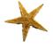 Shells katrin - Free PNG Animated GIF