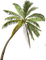 palmera palmier