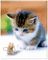 cat - Zdarma animovaný GIF animovaný GIF