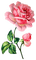 pink roses - png gratis GIF animasi
