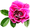 Pink Rose - PNG gratuit GIF animé