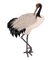 crane bird - бесплатно png анимированный гифка