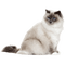 MMarcia gato siames chat cat - PNG gratuit GIF animé