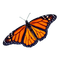 Butterfly - kostenlos png Animiertes GIF