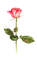 rose Bb2 - gratis png animerad GIF