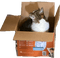 Spot in nighttime underpants box - png grátis Gif Animado