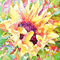 soave background animated flowers sunflowers