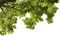 arbre feuillage - PNG gratuit GIF animé