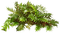 bush by nataliplus - gratis png geanimeerde GIF