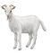 chèvre - ingyenes png animált GIF