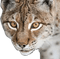 bobcat bp - Free PNG Animated GIF