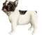 chien-dogzer - GIF animate gratis GIF animata
