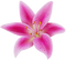 Flowers pink bp