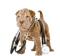 Veterinary clinic bp - 免费PNG 动画 GIF