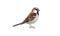 Kaz_Creations Birds Bird - besplatni png animirani GIF