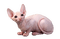 sphynx cat - kostenlos png Animiertes GIF
