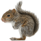 Kaz_Creations Squirrel - PNG gratuit GIF animé