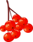 Rote Beeren - besplatni png animirani GIF