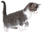 kitty 2 - gratis png animeret GIF