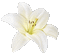 ANIMATED FLOWER ADD ON©ESME4EVA - Gratis geanimeerde GIF geanimeerde GIF
