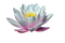 Lilia woda6 - darmowe png animowany gif