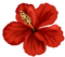 flower  by nataliplus - Free PNG Animated GIF