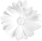 Flower.White - zadarmo png animovaný GIF