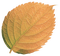 Kaz_Creations Deco  Colours  Leaves Leafs - ücretsiz png animasyonlu GIF