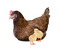 Poule - Free PNG Animated GIF